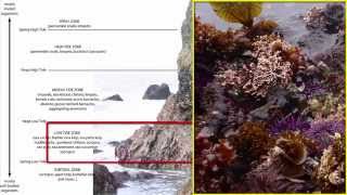 Benthos Intertidal Zone [upl. by Serafine]