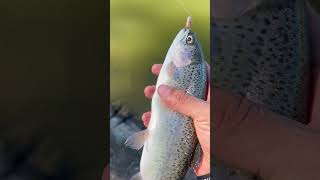 State stockers at secombe lake park rainbowtrout [upl. by Ecirad]