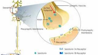 Serotonin Autoreceptors [upl. by Penman]