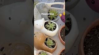 Propagate Haworthia garden plantpropagation [upl. by Adraynek]