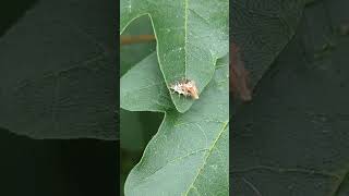 A camouflaged assassin  a Green Lacewing larva with commentary [upl. by Carlene]