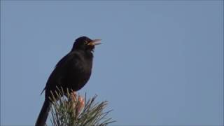 Common Blackbird singing HD [upl. by Enaej]