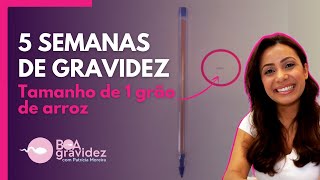 5 SEMANAS DE GRAVIDEZ  2° Mês de Gravidez [upl. by Assilana]