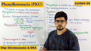 PhenylKetonuria PKU  A Genetic Disorder  Lecture 14 [upl. by Stroud]