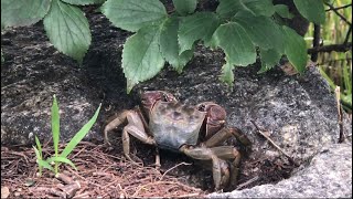 🦀カニ Crabs Cloudy 88 Humidity at Sanaruko 423 [upl. by Januisz]