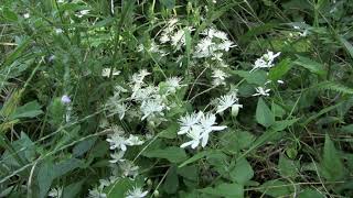 センニンソウClematis terniflora 06240911ガイコツ山 [upl. by Berliner236]