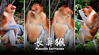 長鼻猴Nasalis larvatus [upl. by Aisitel631]