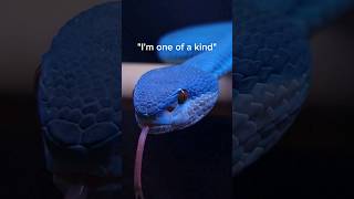 The most beautiful venomous snakes in the world [upl. by Anauj376]