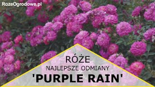 Róża okrywowa Purple Rain® [upl. by Fullerton]