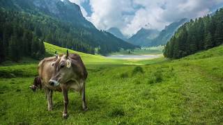 Cow grazing in Switzerland [upl. by Kaya242]