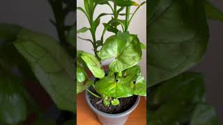 Lucky Bamboo and Arrowhead Vine Indoor plants [upl. by Olivette378]