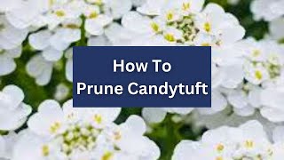 How To Prune Candytuft 🌼 Iberis sempervirens [upl. by Wesla170]