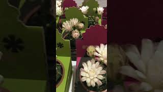 CACTUS GYMNOCALYCIUM MIHANOVICHII [upl. by Ambrose]