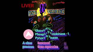 Induction of 3 Glycolytic Enzymes by Insulin  Metabolism Made Easy [upl. by Jobyna]