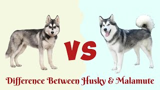 Siberian Husky VS Alaskan MalamuteWho is more Friendly [upl. by Nara]