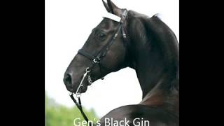 Gens Black Gin [upl. by Anol690]