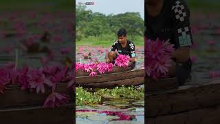 shapla WaterLilies Harvesting BoatLife Nature Scenic Adventure Drone Aerial Landscape [upl. by Harman]