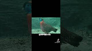 Fazan Tragopan Temenik Temenik Tragopan Pheasant birds animals pheasant song hobby [upl. by Bertilla714]