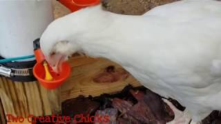 Super Easy PVC Chicken Waterer [upl. by Sutsuj]