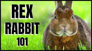 Rex Rabbit 101 All You Need To Know [upl. by Retsim]