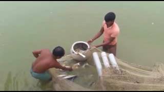 Fish Farming amp Hatchery Bihar  Jharkhand Water Decors [upl. by Raseda863]