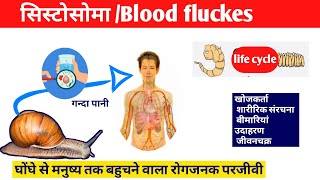 Schistosoma in hindi Disease By Blood Flukesसिस्टोसोमा परजीवी Schistosoma Life Cycleparasite [upl. by Meier]