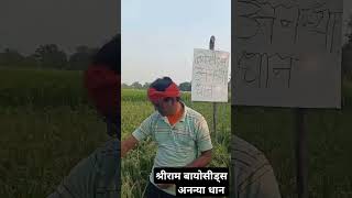 Sree Ram Bioseed paddy variety Ananya music kisan farming trending pmkisan Bioseed nature [upl. by Neliac]