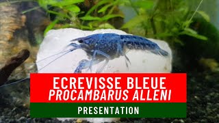 Présentation de lEcrevisse Bleue  Procambarus Alleni [upl. by Ronym]