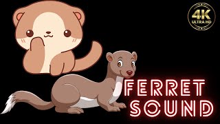 ferret sound  ferret sounds  ferret sounds video  ferret sound effect  happy ferret sound [upl. by Nelag409]