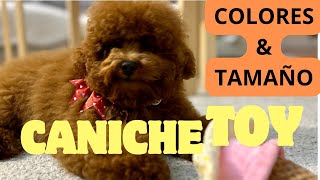 Caniche TOY  TOY POODLE  CARACTERISTICAS TAMAÑO y COLORES [upl. by Yolane]