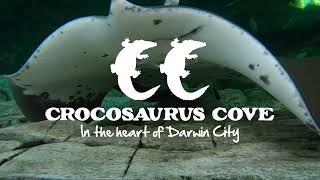 Crocosaurus Cove Whipray Encounter [upl. by Aldis]