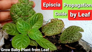 Episcia Flame Violet Propagation by Leaf  Guide amp Tips [upl. by Isus]