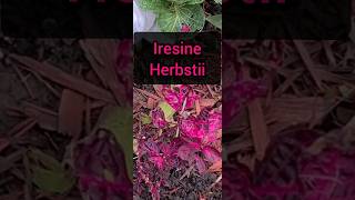 Plant Profile Iresine Herbstii [upl. by Yeniffit]