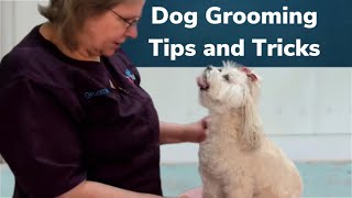 Havanese Dog Grooming Tango is in full coat Gabby is trimmed shorter Dematting [upl. by Ayana574]