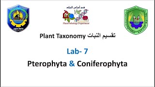 Section 7 Plant Taxonomy  Pterophyta amp Coniferophyta [upl. by Carpet]