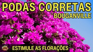 DESCUBRA OS SEGREDOS DE COMO PODAR BOUGAINVILLE [upl. by Katuscha]