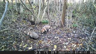 Pair of Japanese Raccoon Dogs Intrude the Overwintering Den of Japanese Badger in Late Autumn [upl. by Assilrac]