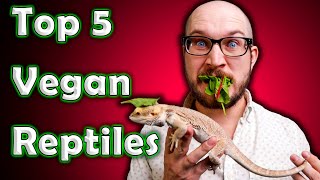 Top 5 Vegan Reptiles  Reptiles That Dont Eat Bugs or Rodents [upl. by Raasch847]