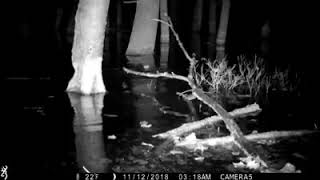 Westhampton Trail Cam Beaver preparing for winter [upl. by Ami]