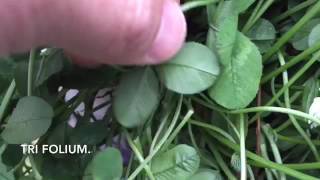 White clover Trifolium repens characteristics [upl. by Alohcin]