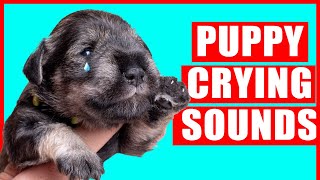 Puppy Crying Sound  Dog Crying Sound Effect Puppies Whining Noises [upl. by Any]