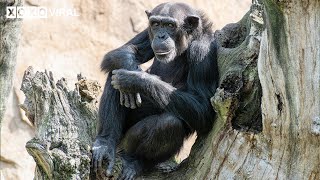 Animal Videos  A Glimpse into the Lives of Skinks Monkeys Lion Chimpanzee Elephant in The Zoo [upl. by Rab802]