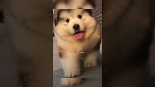 Why are Dogs simply the best pet ❤️ Wholesome shorts cutedogs puppy [upl. by Whiffen]