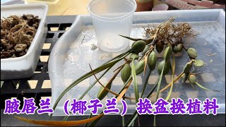 March 25 2024腋唇兰（椰子兰）换盆换植料以及种植要 Repotting the Maxillaria tenuifolia [upl. by Emelda]