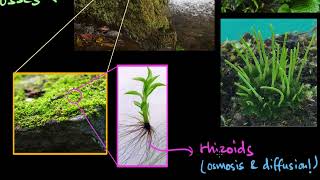 Bryophytes  Plant Kingdom  Biology  Khan Academy [upl. by Anauqal]