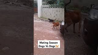 Mating Season Dogs Vs Dogs [upl. by Haliak]