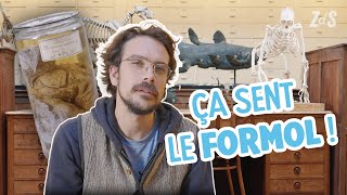 Les gardiens des trésors du Muséum 🦣  Va Savoir 06 [upl. by Mccollum835]