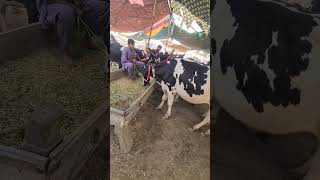 American Friesian Holstein Friesian Heifers For Sale  Cow Mandi Pakistan  Pushu Mandi Punjab [upl. by Isiah500]