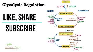 Regulation of glycolysis [upl. by Lokin]