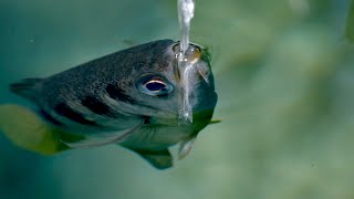 The Fish with Incredible Shooting Aim  Planet Earth III Behind the Scenes  BBC Earth [upl. by Einnel907]